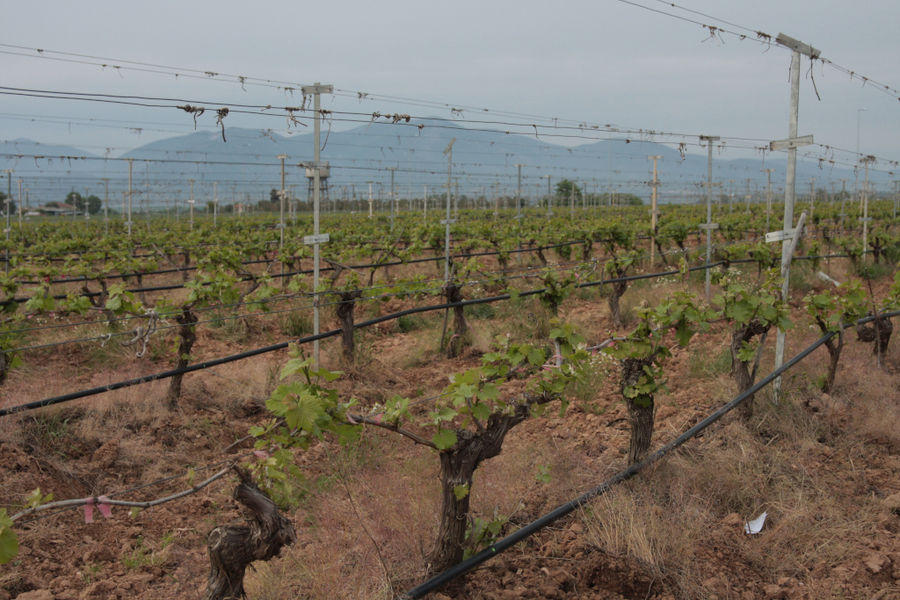 'Manolesakis Estate' vineyards